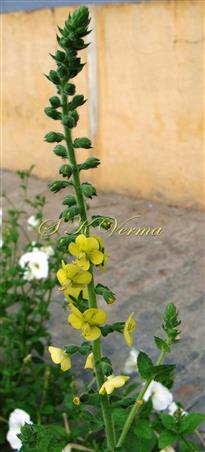  Flowering Shoot